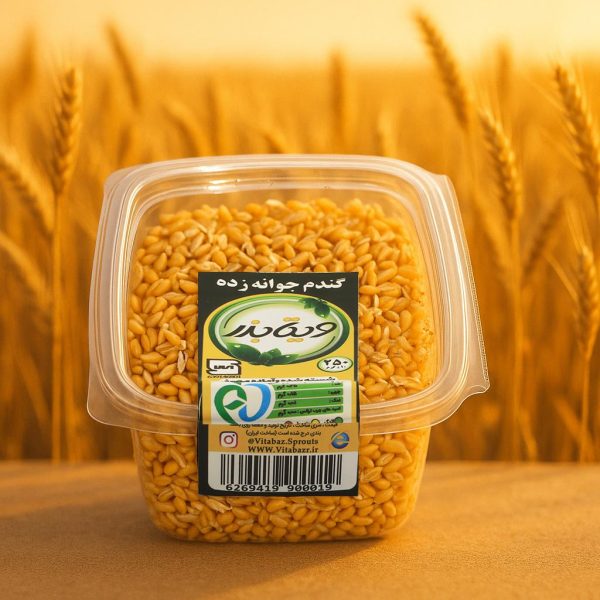 گندم جوانه زده